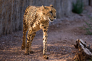 Cheetah at the Phoenix Zoo