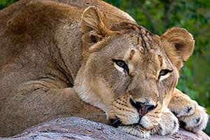 Lioness at the Phoenix Zoo
