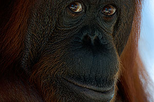 Female Orangutan at the Phoenix Zoo