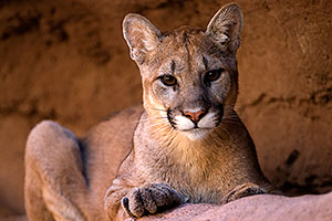 Mountain Lion at the Phoenix Zoo