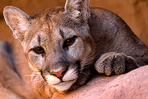 Mountain Lion at the Phoenix Zoo