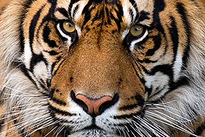 Closeup of Jai, Sumatran Tiger at the Phoenix Zoo