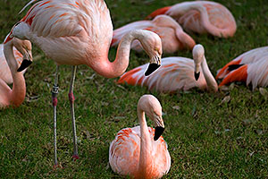 Pink Flamingos at the Phoenix Zoo