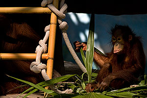 Baby Orangutan at the Phoenix Zoo