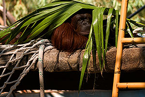 Orangutan under palm leaf at the Phoenix Zoo