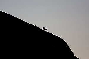 Bighorn sheep on a mountain at the Phoenix