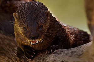Otter at the Phoenix Zoo