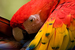 Scarlet Macaw at the Phoenix Zoo