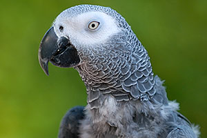 African Grey at the Phoenix Zoo