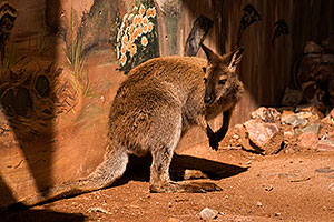 Wallaby at the Phoenix Zoo