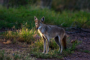Coyote at the Phoenix Zoo