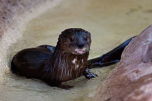Otter at Phoenix Zoo
