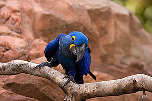 Hyacinth Macaw at the Phoenix Zoo