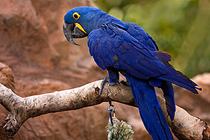 Hyacinth Macaw at the Phoenix Zoo