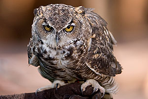 Owl at the Phoenix Zoo