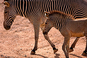 Zebras at the Phoenix Zoo