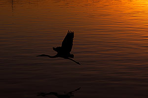 Great Blue Heron flying in sunset at Tempe Town Lake