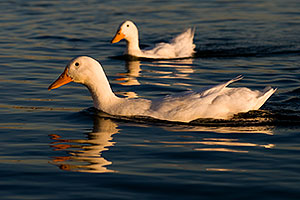 Ducks at Tempe Town Lake