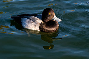 Lesser Scaup (a Diving Duck) [male] at Fountain Hills lake