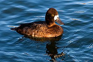 Lesser Scaup (a Diving Duck) [female] at Fountain Hills lake