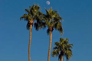 Palm Trees at Kiwanis Park