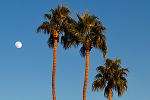 Palm Trees and moon at Kiwanis Park