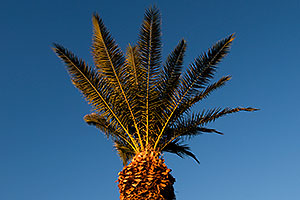 Queen Palm at Kiwanis Park