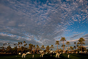 Camel caravan and Palm Trees by Mesa Arizona Temple