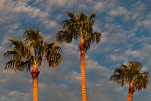 Palm Trees by Mesa Arizona Temple