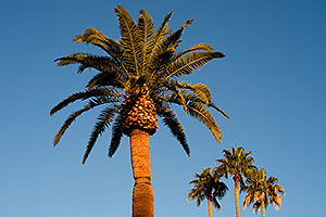 Palm Trees at Pioneer Park at Main St in Mesa