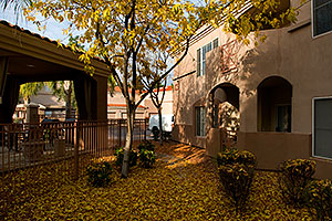 Fall Colors in Tempe