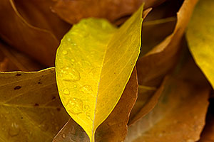 Water droplets on leaves -- Fall Colors in Tempe