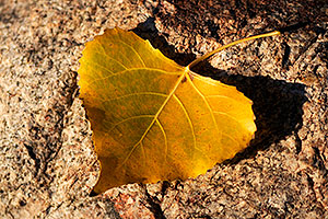 Leaves at Discovery Park in Gilbert