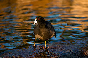 American Coots at Freestone Park