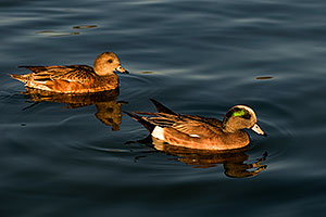 American Wigeons [male in front, female in back] at Freestone Park