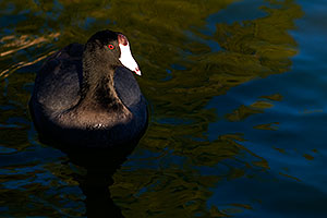 American Coots at Freestone Park