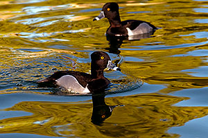 Ring-necked Ducks [males] at Freestone Park