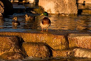 Mallard Ducks [male in front] at Freestone Park