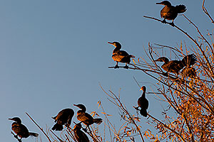 Cormorants at Riparian Preserve