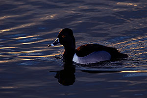 Ring-necked Duck [male] at Riparian Preserve