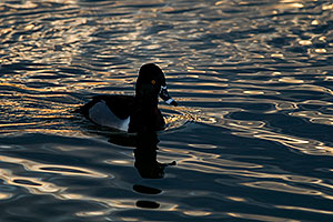 Ring-necked Duck [male] at Riparian Preserve