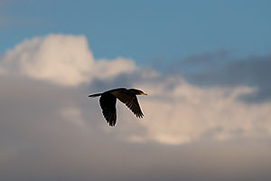 Cormorant in flight at Riparian Preserve