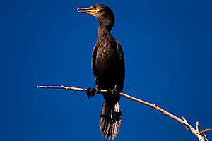 Cormorant at Riparian Preserve