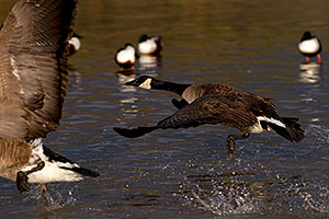 Canadian Geese taking off at Riparian Preserve