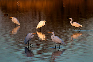 Great Egrets at Riparian Preserve