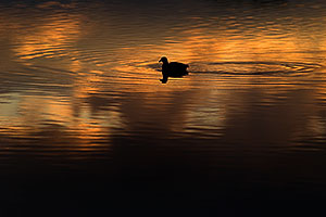 American Coot in the first light at Riparian Preserve