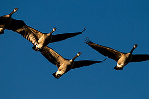 Canadian Geese in flight at Riparian Preserve