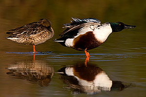 Northern Shoveler (Spoon-billed Duck) couple at Riparian Preserve