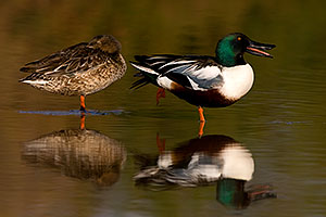 Northern Shoveler (Spoon-billed Duck) couple at Riparian Preserve