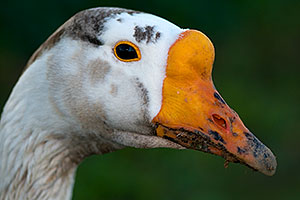 Chinese Goose at Riparian Preserve